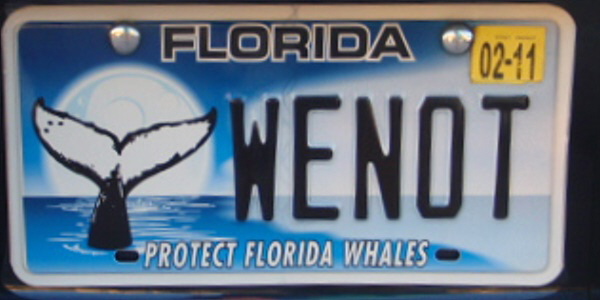 Licence Plate Florida