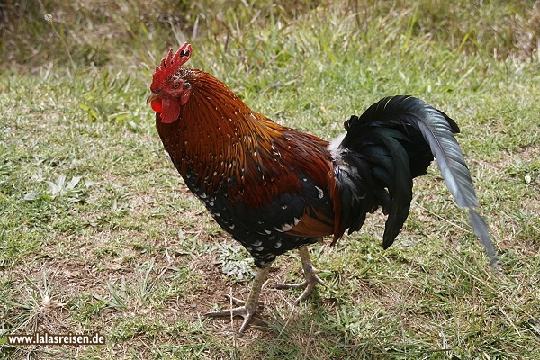 Kauai State Bird
