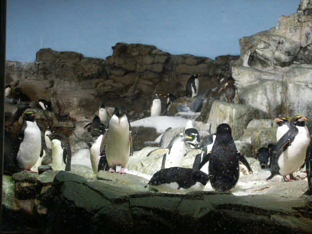 Penguin Encounter