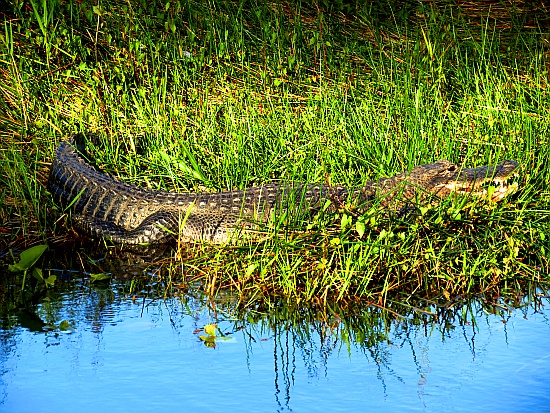 Everglades National Park -  Alligator