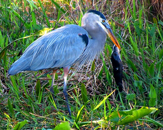 Everglades National Park - great blue Heron