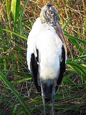 Everglades National Park - Wood Stork