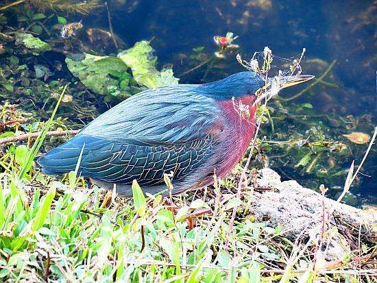 Everglades National Park - bunter Vogel