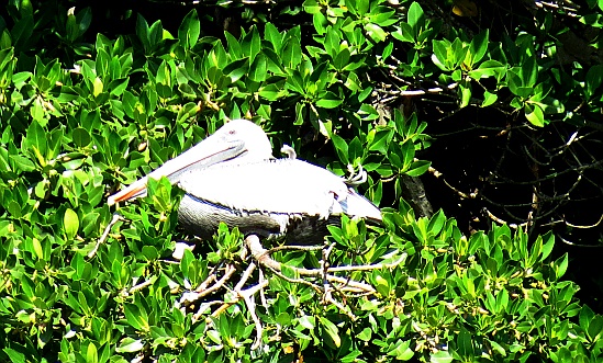 Everglades National Park - Pelikan
