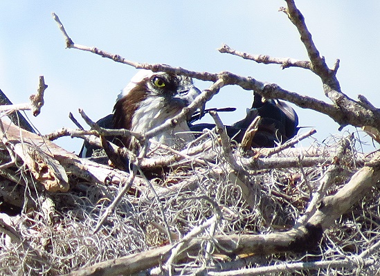 Everglades National Park - Osprey im Nest