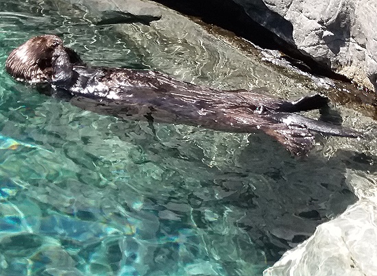 Vancouver Aquarium - Otternasen, frische Otternasen