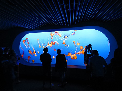 Monterey Bay Aquarium - Qualittsquallen