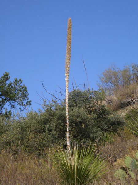 irgendeine Yucca Art