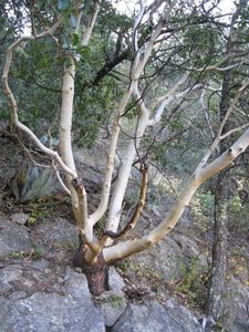 Ein Juniper - ohne Jennifer