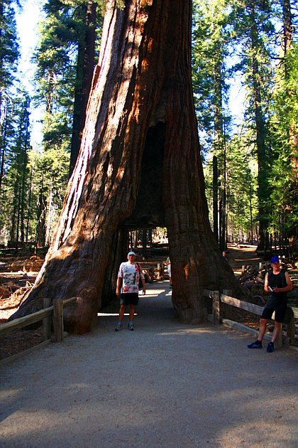 California  Tunnel Tree - Vorsicht, da man sich in der Knipsreihenfolge nicht vordrngelt, auch unbeabsichtigt, sonst gibt es rger mit anderen deutschen Touristen....