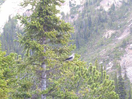 Bow Glacier Falls Trail