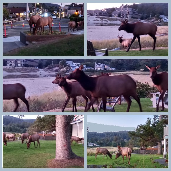 Cannon Beach - Elk Herd