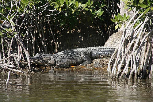 Ein einziger Gator war zu sehen