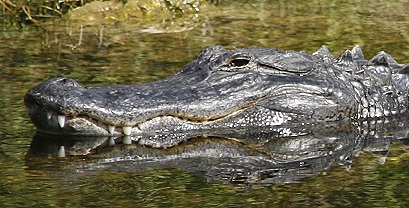 die Krokodile in den Everglades sind angebunden - sagt Volker