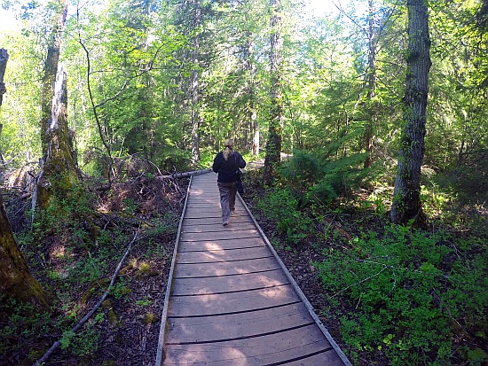 Glacier National Park - Trail of the Cedars