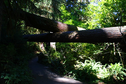 Hoh Rain Forest