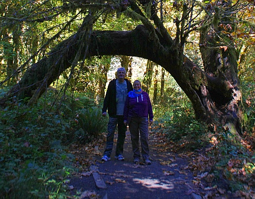 Hoh Rain Forest