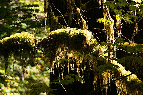 Hoh Rain Forest