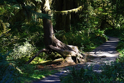 Hoh Rain Forest