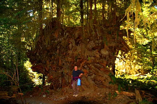 Hoh Rain Forest