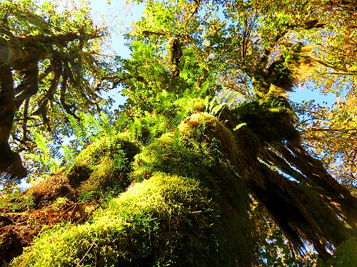 Hoh Rain Forest - ganz famoos