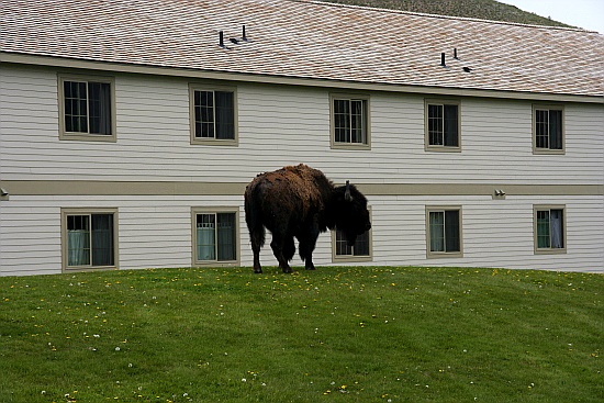 Mammoth - Yellowstone