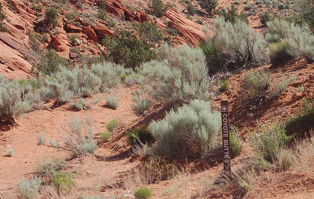 North Coyote Buttes