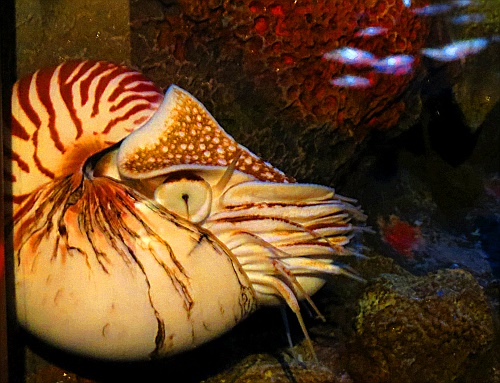 ist zwar kein Tintenfisch sondern ein Nautilus, sieht aber gut aus