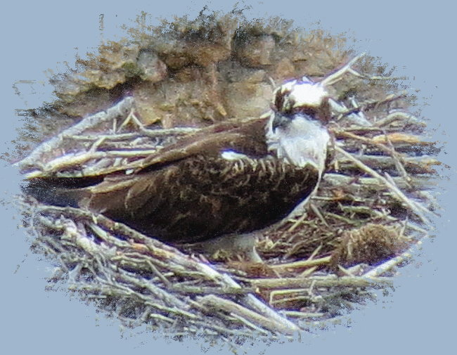 ein Nest mit einem brtenden Osprey entdeckten 