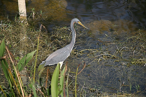 Blue Heron