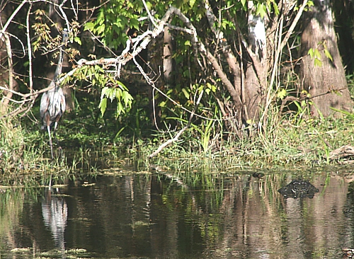 Blue Heron