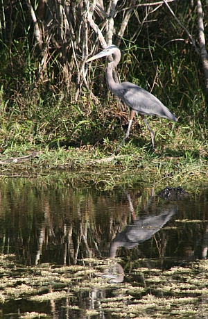 Blue Heron