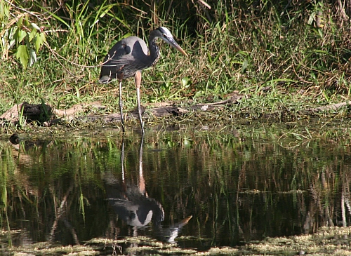 Blue Heron