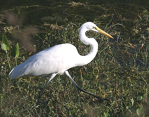 White Heron