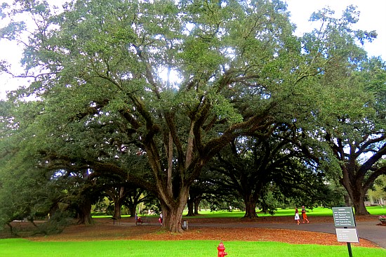 Oak Alley Plantation