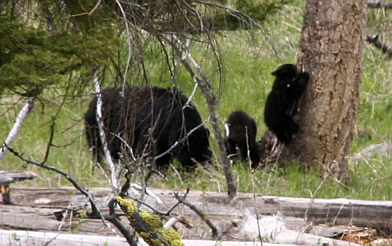 Black Baer with Cubs - heisst es auf englisch