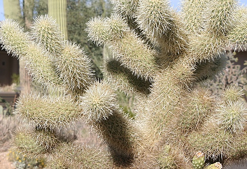 Saguaro National Park East