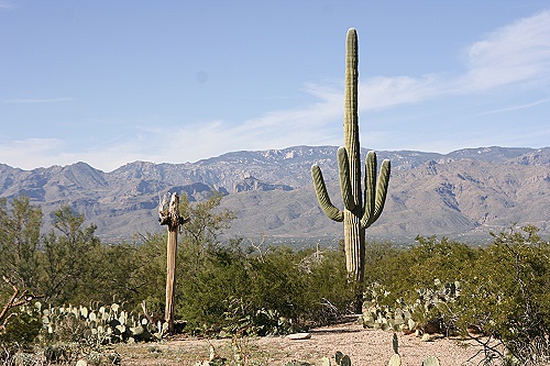 Saguaro National Park East