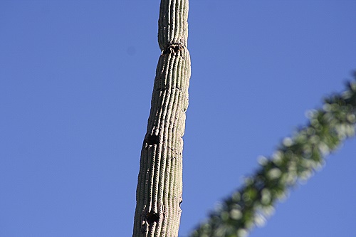 Saguaro National Park East