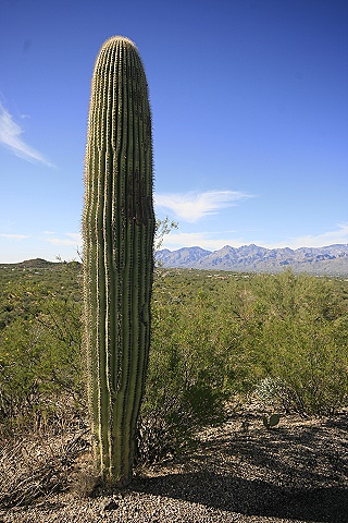 Saguaro National Park East