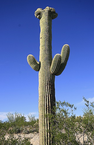 Saguaro National Park East