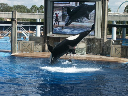 Shamu in Seaworld Orlando