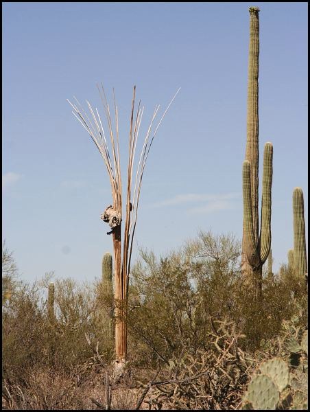 Saguaro National Park