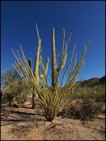 Saguaro National Park