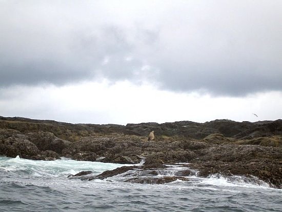 Tofino