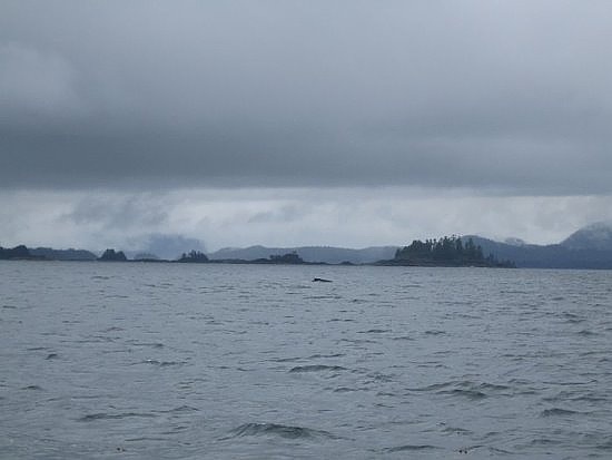 Tofino