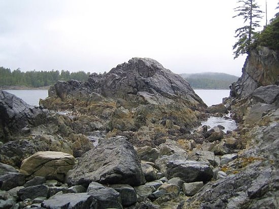 Tofino