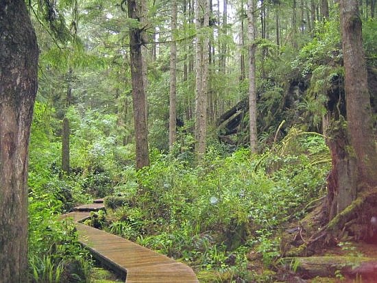 Tofino