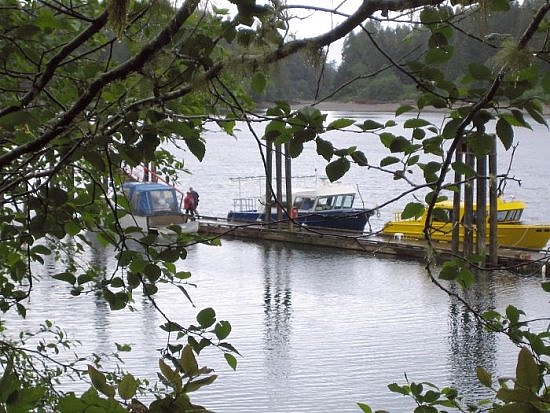 Tofino