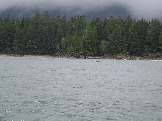 Tofino